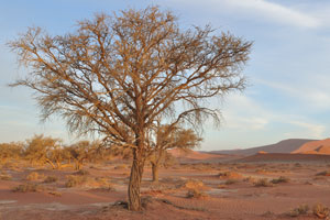 This is just a large tree at the Sossusvlei area