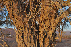 These are the spines of a large acacia tree at the Sossusvlei area