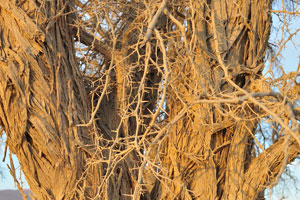 This is a forked trunk of a large acacia tree at the Sossusvlei area