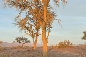These are ordinary trees at the Sossusvlei area