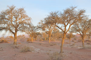 This forest at the Sossusvlei area consists of acacia trees