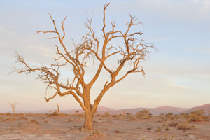 The Sossusvlei area is not entirely without life - salsola shrubs and clumps of Nara melon stay alive due to morning mists