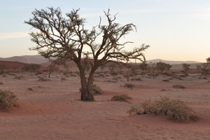 Through the ages of time Namib-Naukluft Park has expanded and it is now the largest national park of Africa with nearly 50,000 square kilometers in size