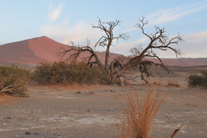 The spectacular red color of the dunes these days, is the result of the high iron content in the sand