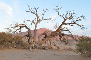 The dunes in the Sossusvlei area have the warm tints of the sand, ranging from pale apricot to brick orange and deep red