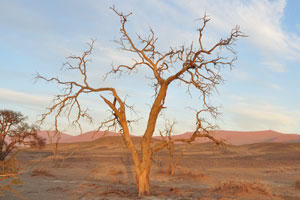 This is Sossusvlei, this is the desert like I always imagined it