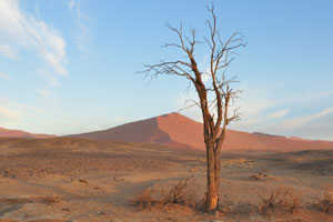 A dead tree is on the background of the sand dune