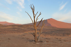A dead tree is on the background of the pink dune and blue sky