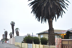 This tall palm tree grows near the “Namibia Skipper Services” accommodation
