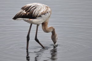 The plumage of immatures flamingos is grey and white for approximately 2 years, pink colour from approximately 3 years onwards