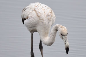 The greater flamingo's beak is light pink with black tip (lesser flamingo has dark red bill with hooked shape)