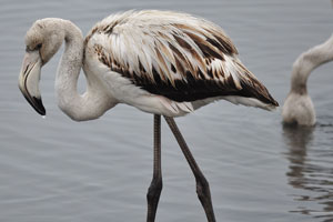 Greater flamingo is carnivore and bottomfeeder (molluscs, crustaceans, insects, larvae)