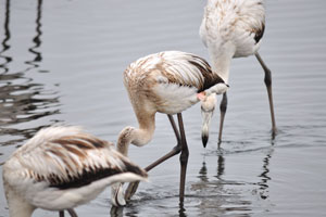 The pink and red colour of flamingos derives from bacteria in the salt water