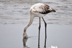 The tongue of flamingo acts as a piston