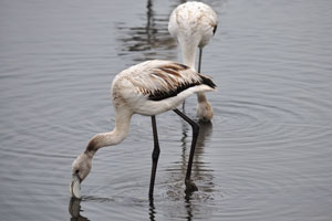 Sexual maturity of flamingoes is from 4-5 years of age