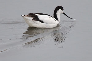 The pied avocet forages in shallow brackish water or on mud flats, often scything their bills from side to side in water
