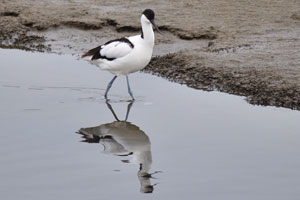 The pied avocet “Recurvirostra avosetta”