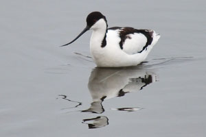 The pied avocet is a striking white wader with bold black markings