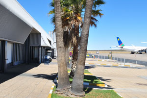 Tall palm trees grow in Hosea Kutako International Airport (IATA: WDH)