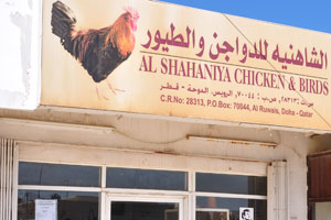 Al Shahaniya Chicken and Birds