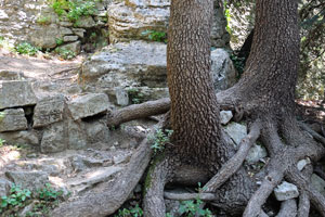 A tree with mighty roots grows beside the wall of the Cesta fortress