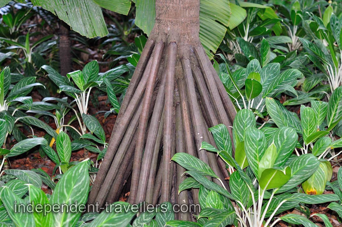 Aerial roots of the Pandanus utilis