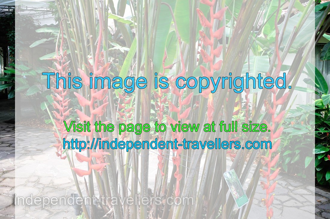 Red flowers of Heliconia stricta