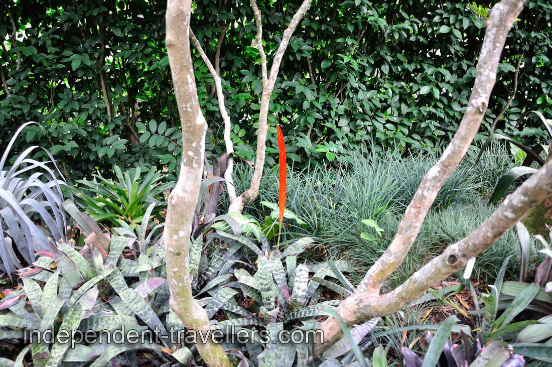 Red bromeliad flower on a long stalk