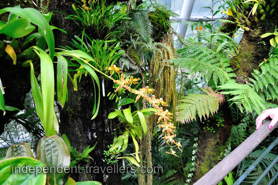 Spotted phalaenopsis looks like an arachnis