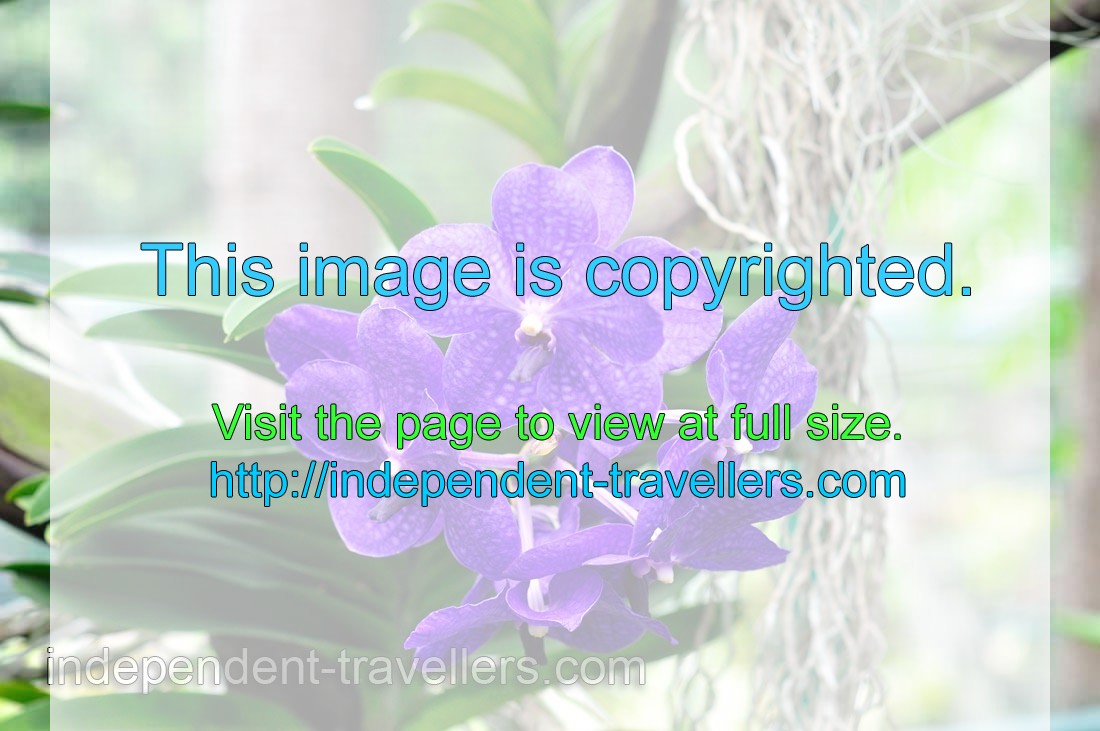 Purple blue phalaenopsis orchid
