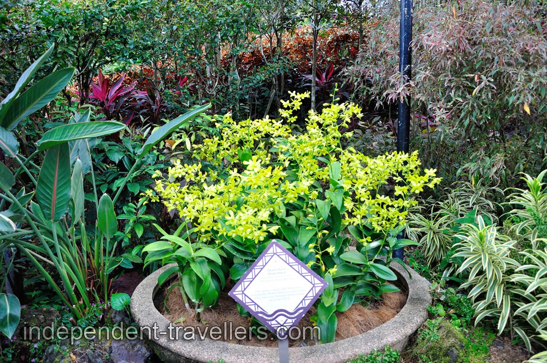 Dendrobium Bindi Irwin