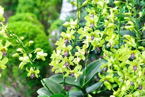 Light green orchids
