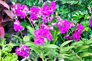 Pink dendrobium orchids