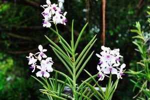Orchid with white flowers