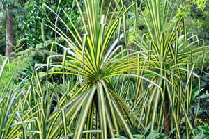 Yucca filamentosa “Color Guard” has green leaves with the wide yellow stripe in the center