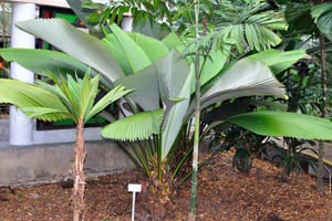Low palm tree with wide leaves