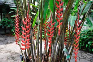 Red flowers of Heliconia stricta