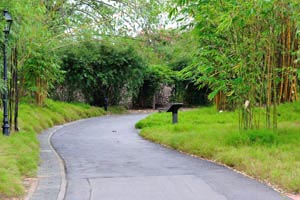 One of the alleys in the Botanic Gardens