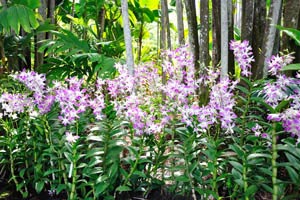 Dendrobium Beauty of Oriflame in full bloom