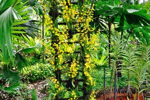 Golden Shower orchid