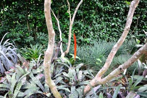 Red bromeliad flower on a long stalk