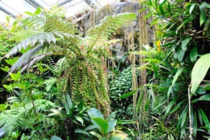 Ferns grow with the orchids on the wall