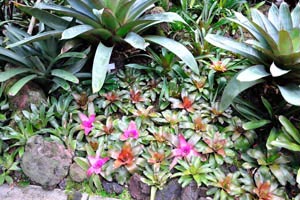 Small growing bromeliads