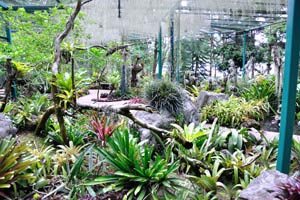 Dried plants inside the Bromeliad Collection