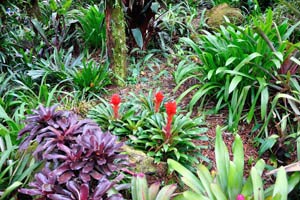 Bromeliads with almost black leaves