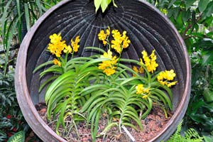 Yellow orchids in the huge pot