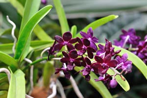 Dark red dendrobium orchids