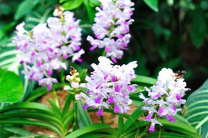 White purple orchids