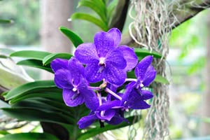 Purple blue phalaenopsis orchid