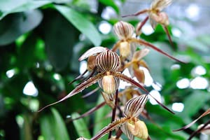 Striped orchid with the long petals